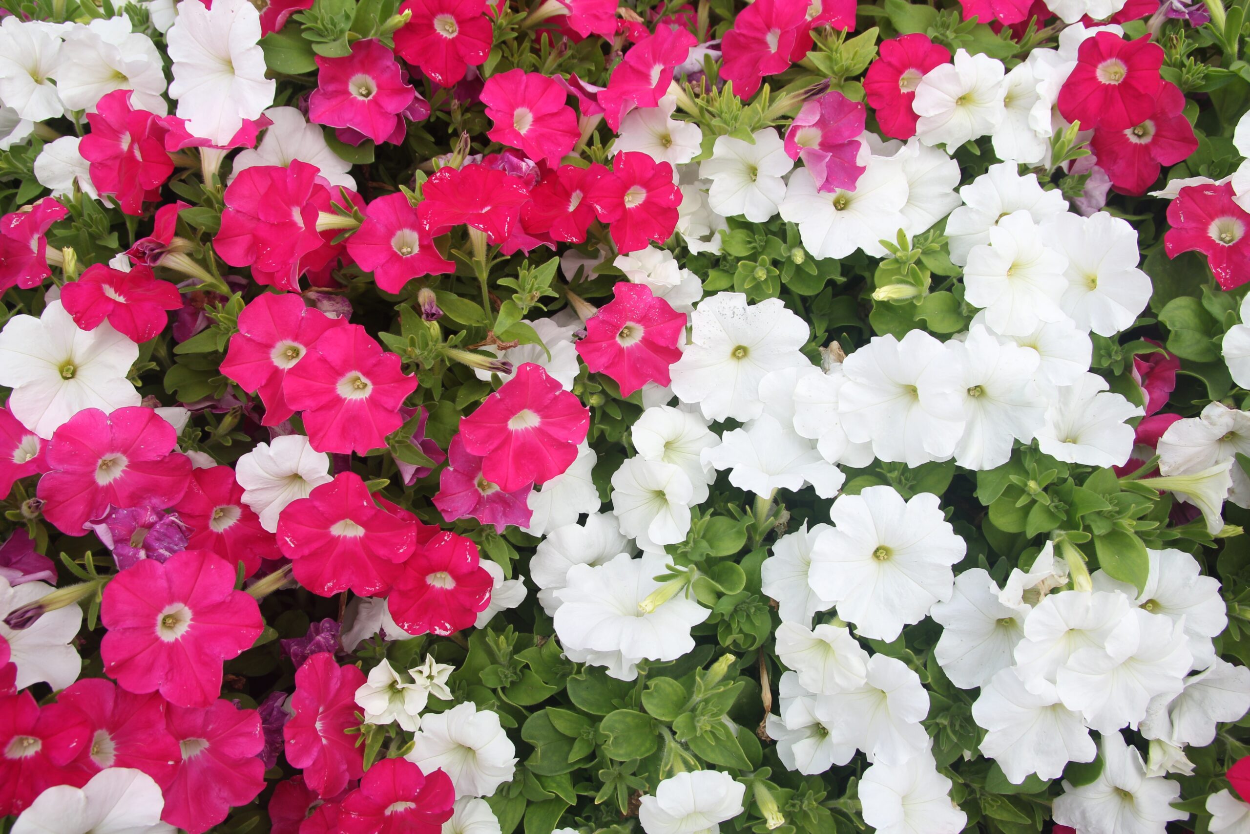 fiori